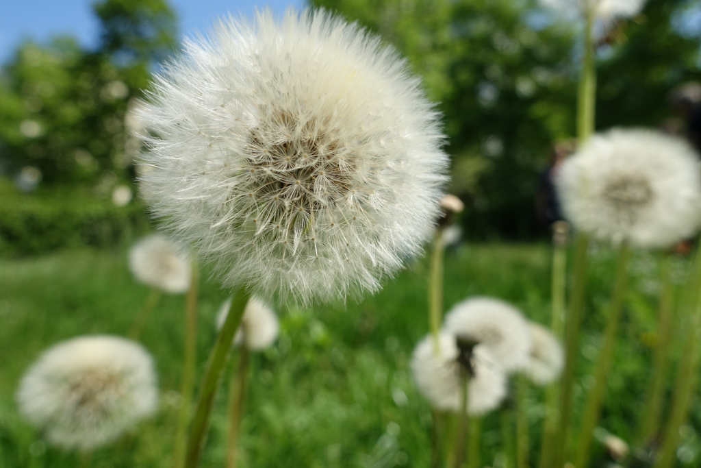 Apfelbaum und Pusteblume