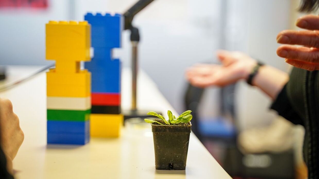 Ackerschmalwand in einem kleinen Pflanztopf, im Hintergrund ein Legomodell