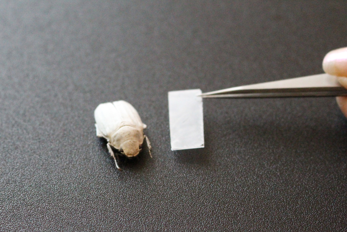 Nach dem Vorbild des weißen Käfers Cyphochilus insulanus erzeugt ein nanostrukturierter Polymerfilm eine strahlend weiße Beschichtung. (Foto: KIT)